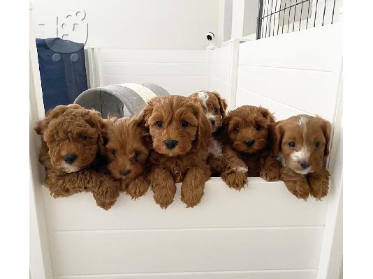Κατανόηση των κουταβιών Cavapoo . WhatsApp στο +31687270602